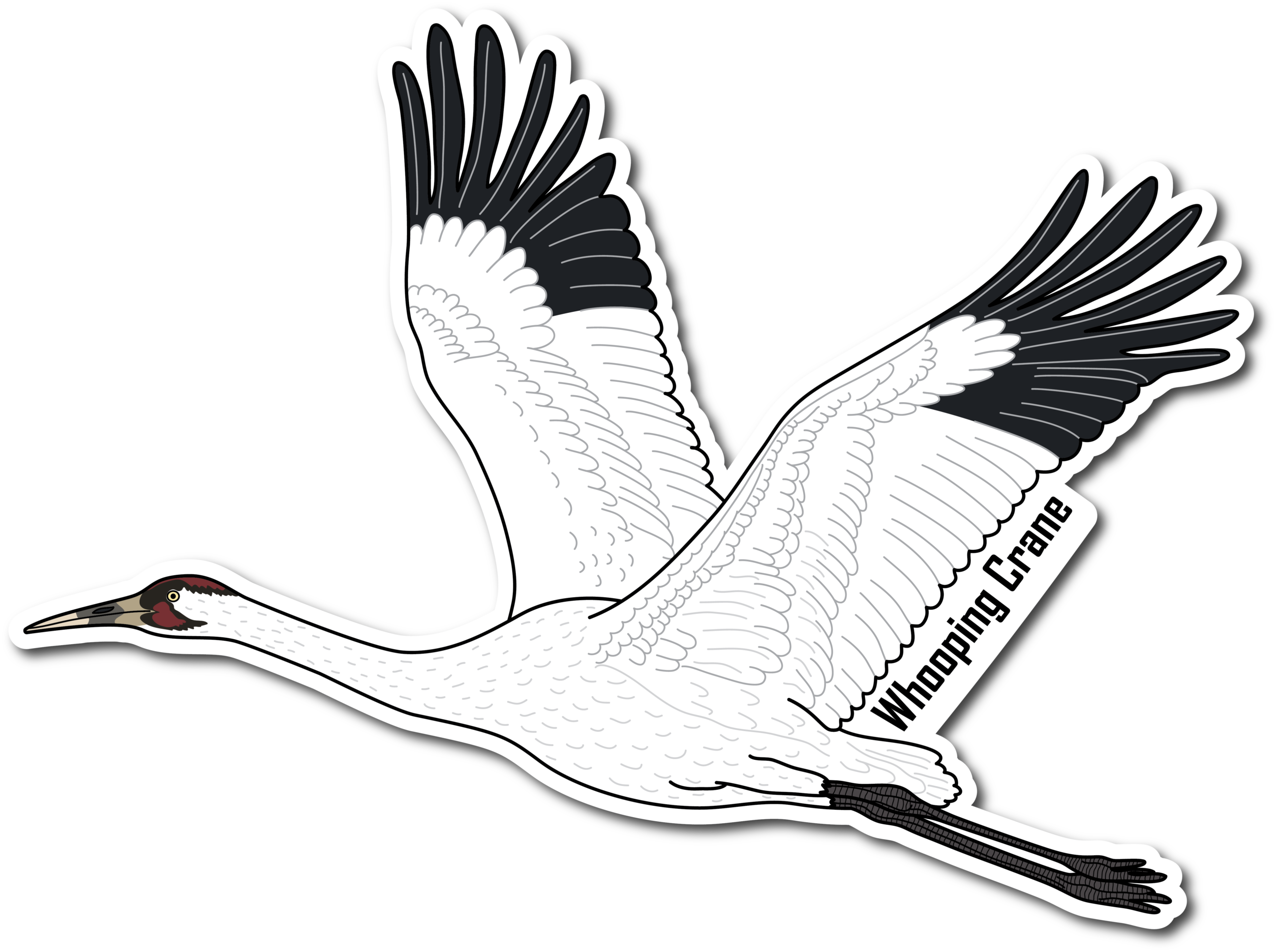 Whooping Crane Vinyl Die Cut Sticker, 3 inch
